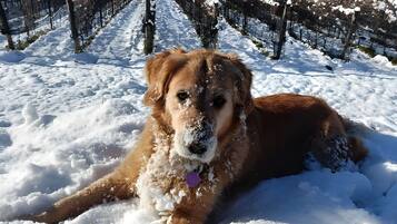 Ein Hund liegt im Schnee, im Hintergrund ein Weinberg.
