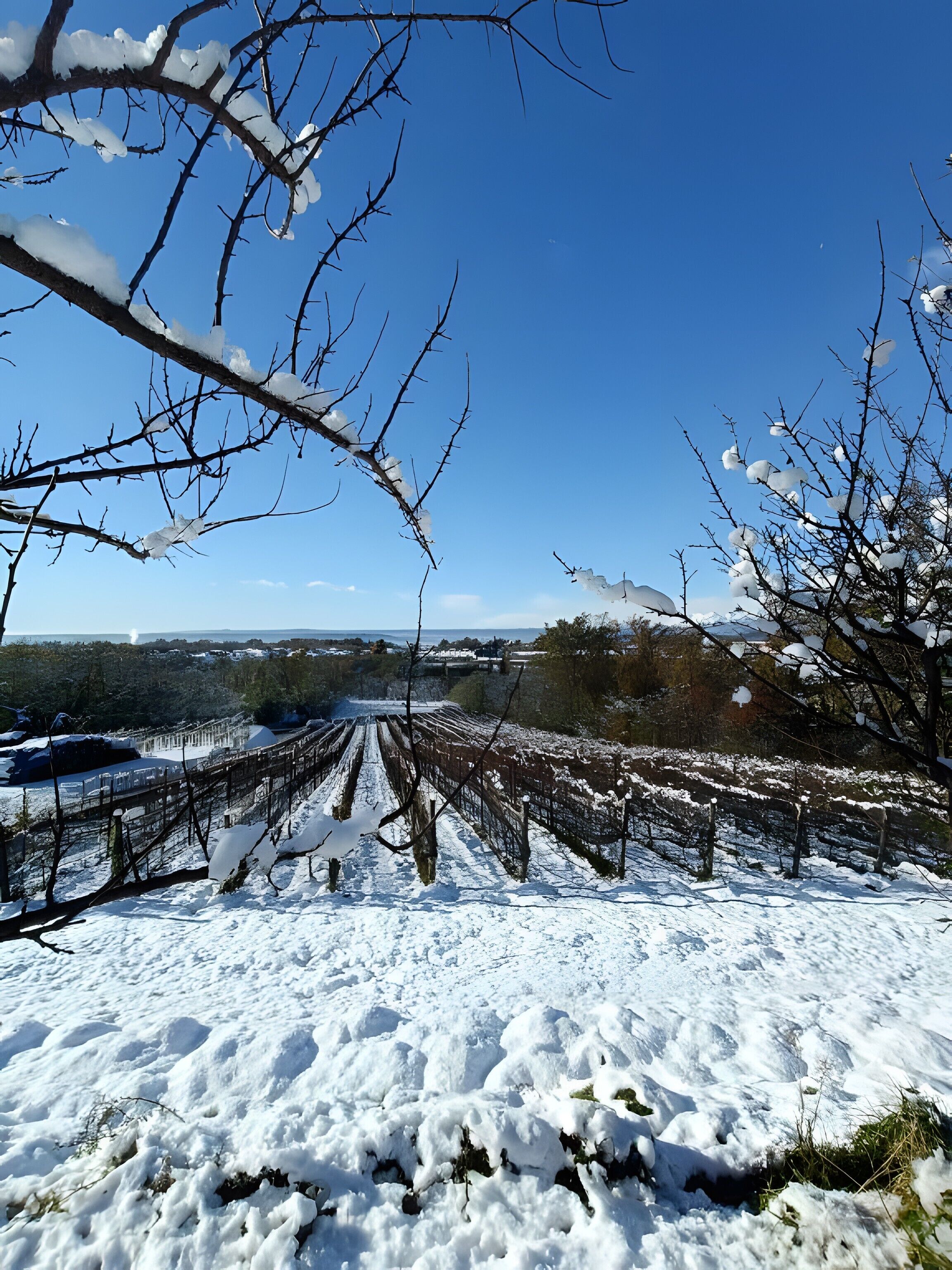 Viñedo con hileras de vides y un paisaje nevado.