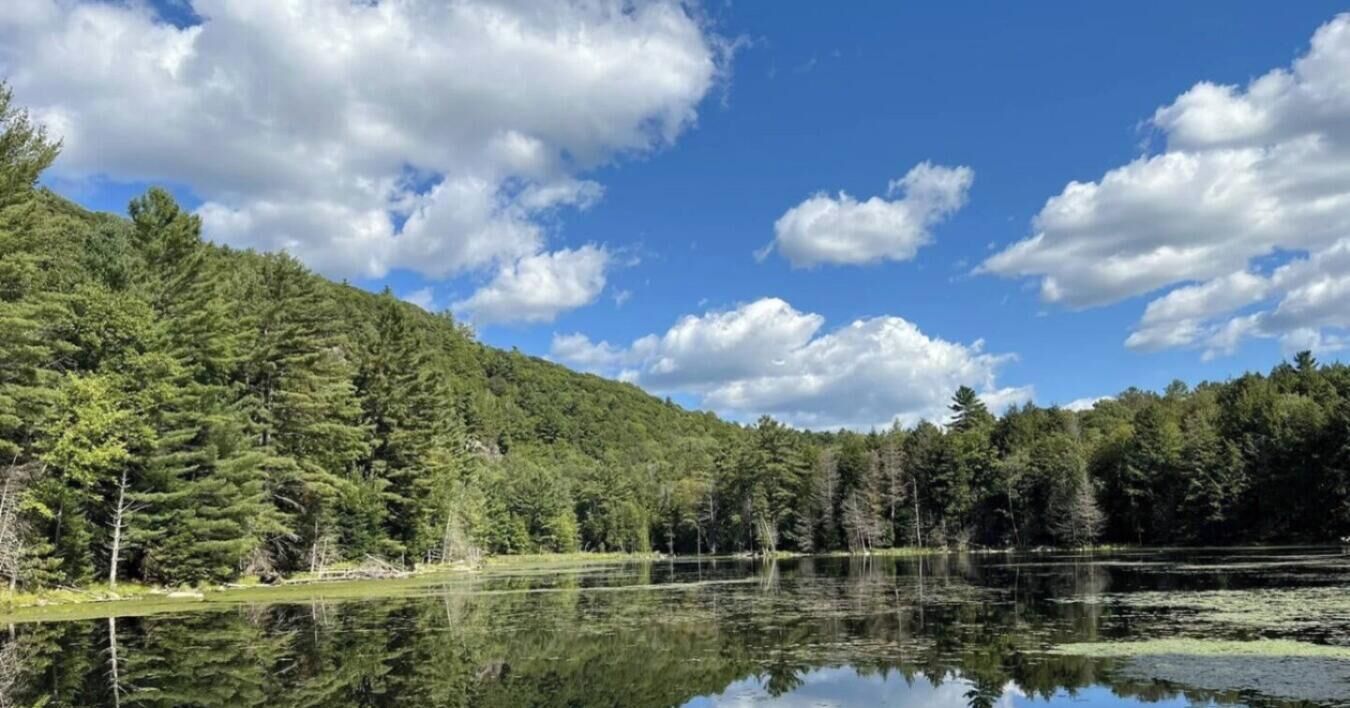 A calm lake surrounded by dense forest and a clear sky.