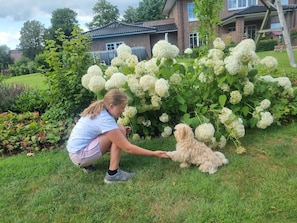 Une personne est accroupie à côté d’un chien dans un espace herbeux, avec un grand buisson de fleurs blanches et une maison en briques en arrière-plan.