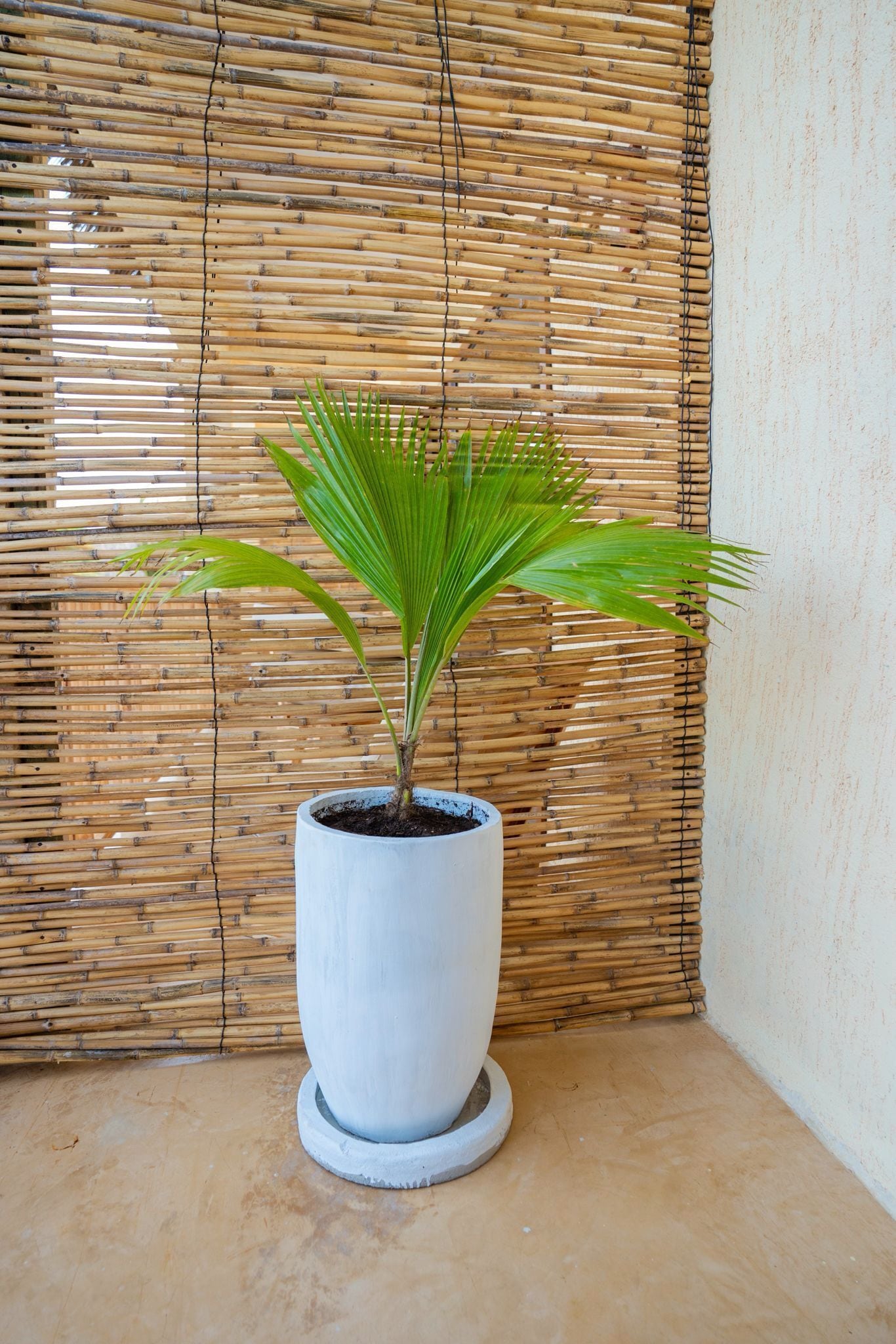 Una planta de palma en maceta blanca frente a un muro de bambú.