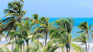 Een strand met palmbomen en een helderblauwe lucht.