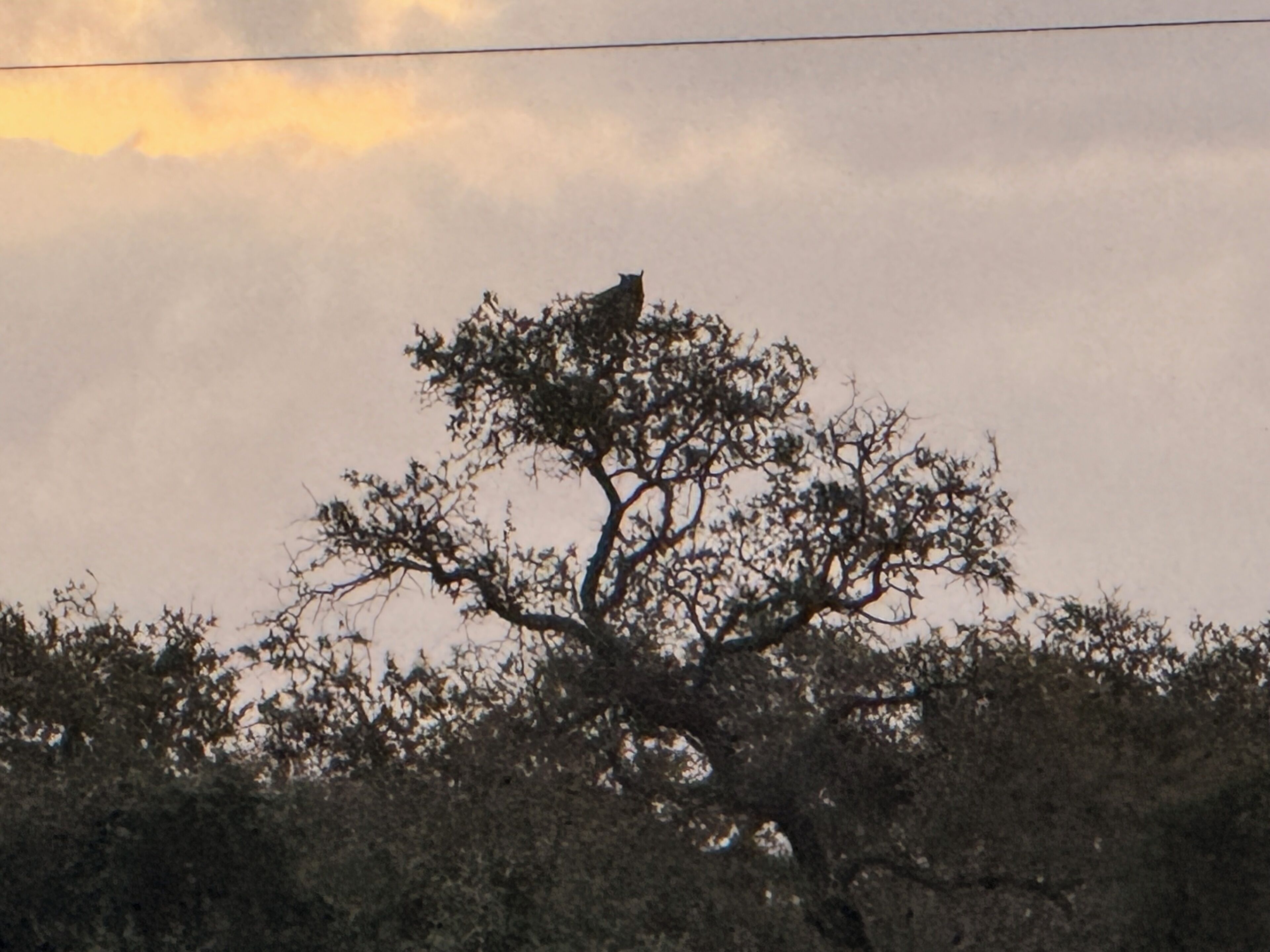 Un árbol con un pájaro posado en una rama.