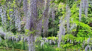 A garden with hanging purple flowers and green foliage. - Bikers cottage in the woods 5 minutes from the sea, (Finale Ligure)