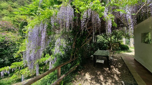 A garden with purple wisteria vines, a wooden fence, and a table with chairs. - Bikers cottage in the woods 5 minutes from the sea, (Finale Ligure)
