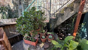 A garden with various potted plants, a wooden fence, and a stone wall. - Casa Irene by the beach with garden and A/C (Monterosso al Mare)