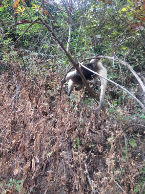 A dense forest with a monkey climbing a tree.