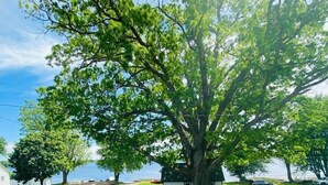 A large tree in front of a white house with a clear view of the water.