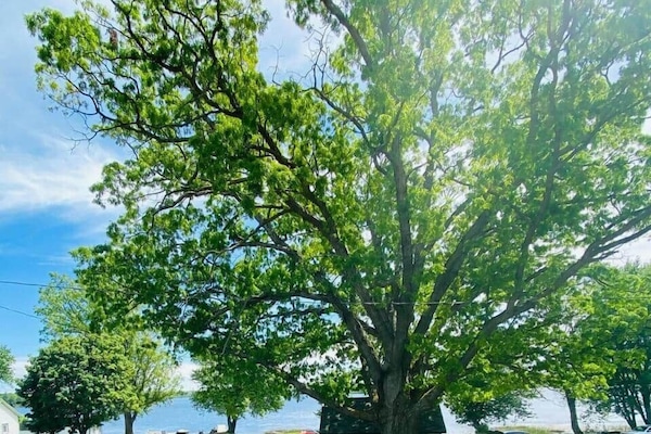 Cabin under the oak tree
