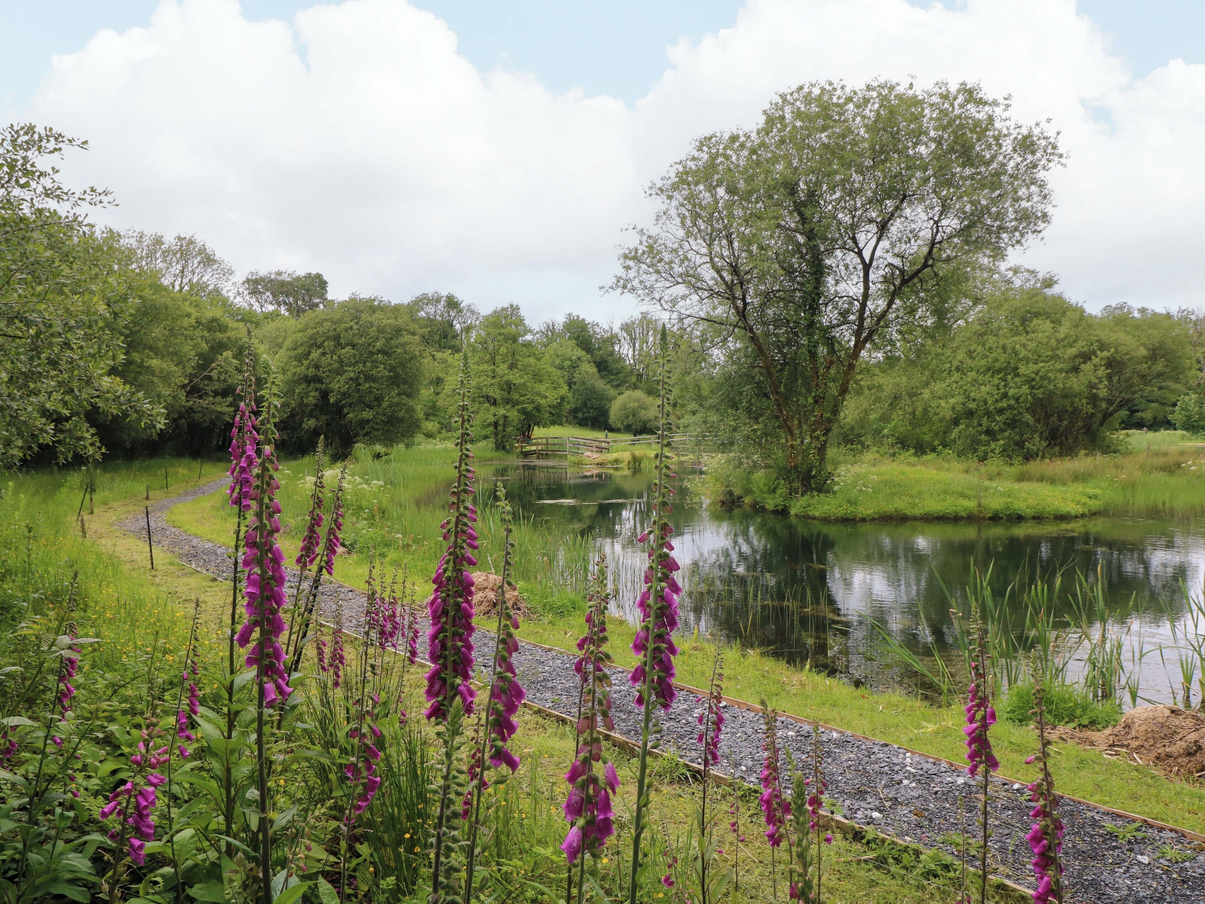 A pathway beside a pond with surrounding greenery and trees.