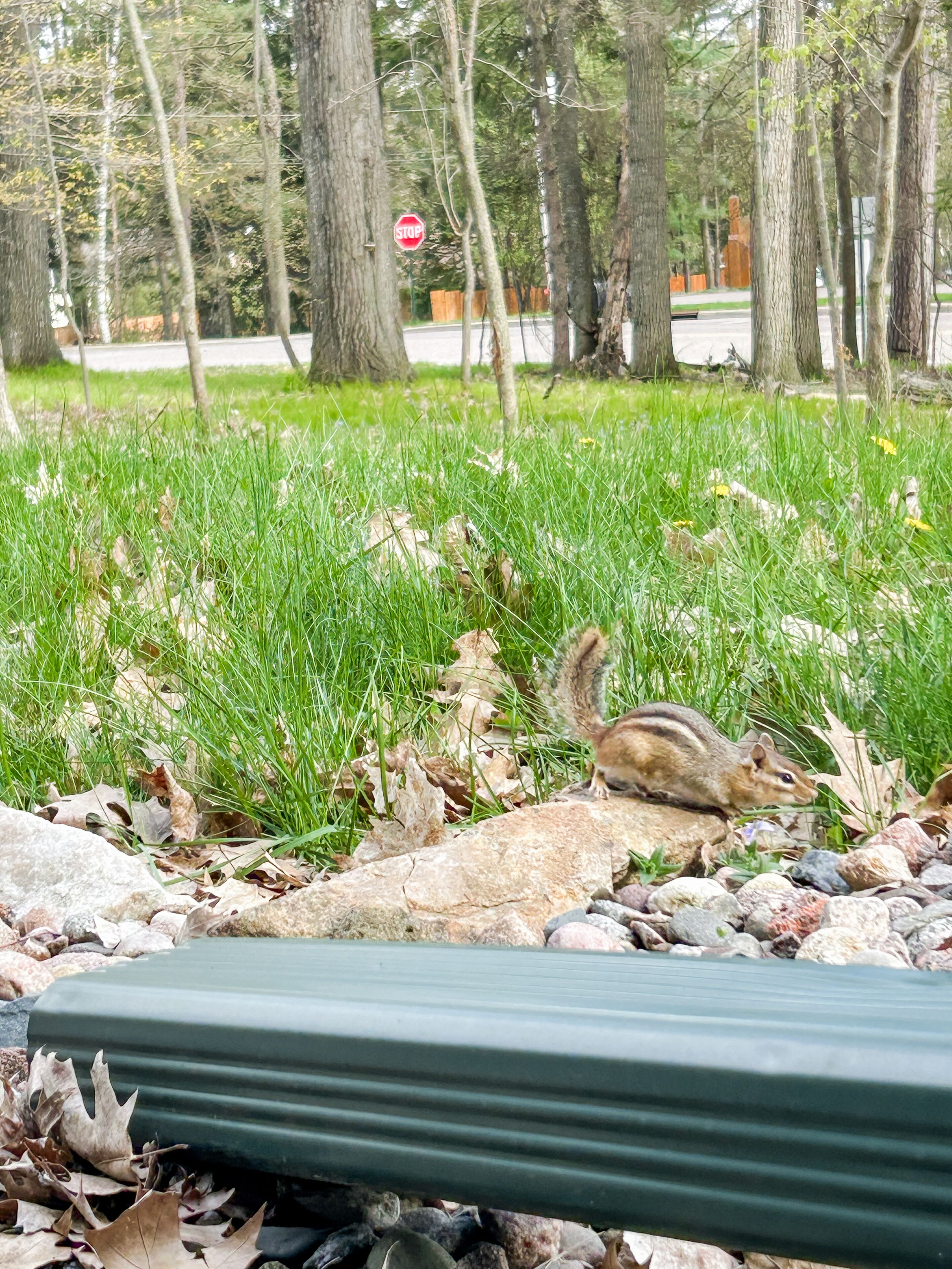 A squirrel on a grassy area with trees and a stop sign in the background.