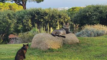 Jardines del alojamiento