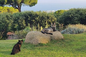 Jardines del alojamiento