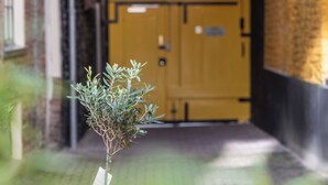 Een potplant in een plantenbak op een geplaveid voetpad, met een gele deur op de achtergrond.