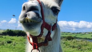 A close-up of a llama with a red halter, set against a clear blue sky and green landscape.