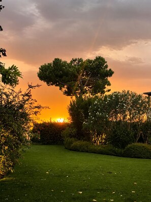 A garden with a large tree and a sunset in the background.