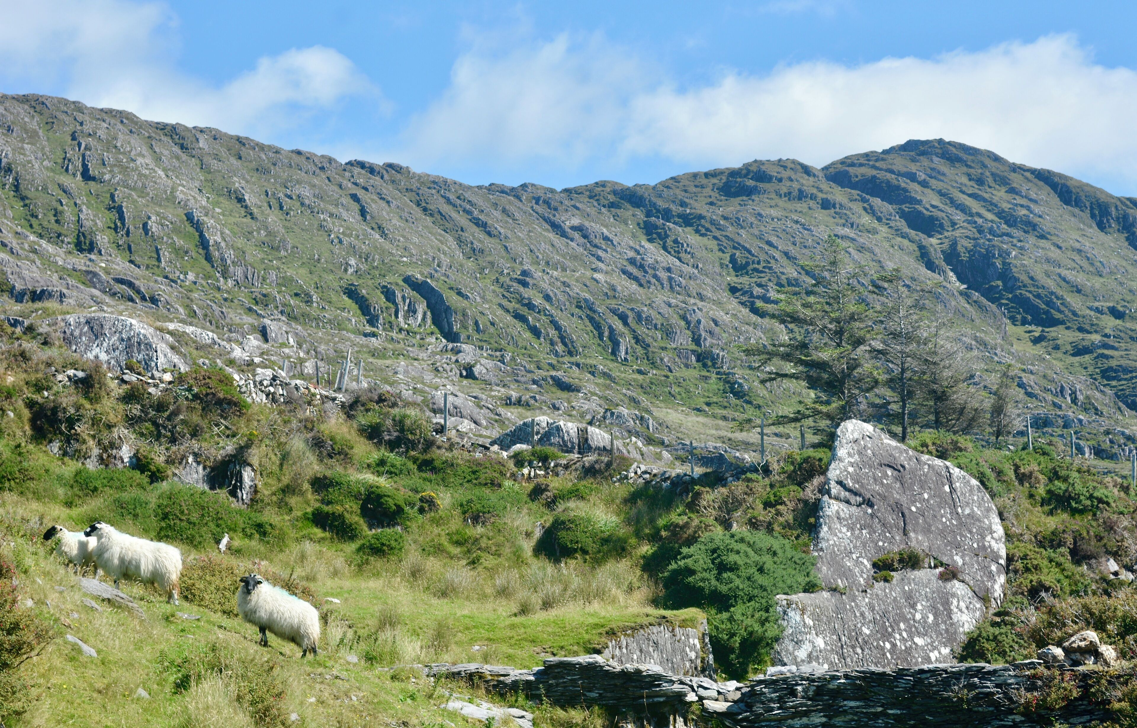Eine gebirgige Landschaft mit felsigem Gelände und vereinzelten Schafen.