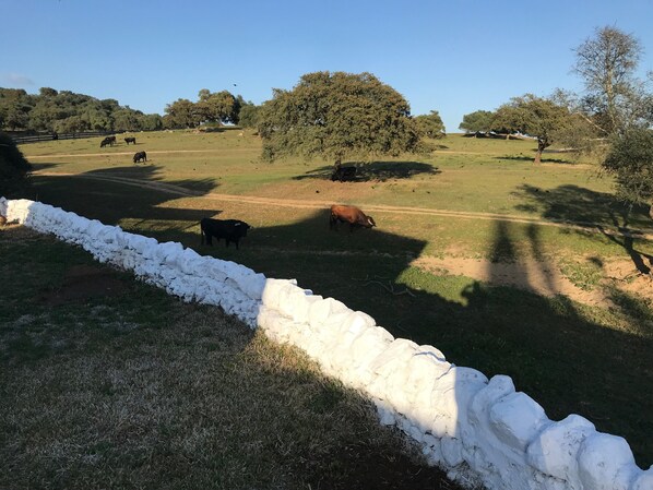 Paisaje rural con ganado pastando, árboles y una pared blanca.