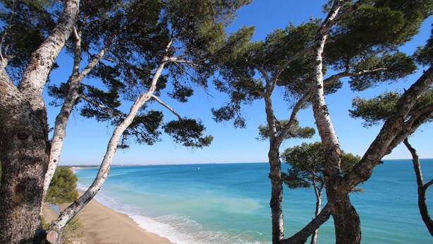 Uma praia com águas turquesa cristalinas e um litoral rochoso, cercada por altas árvores de pinheiro.