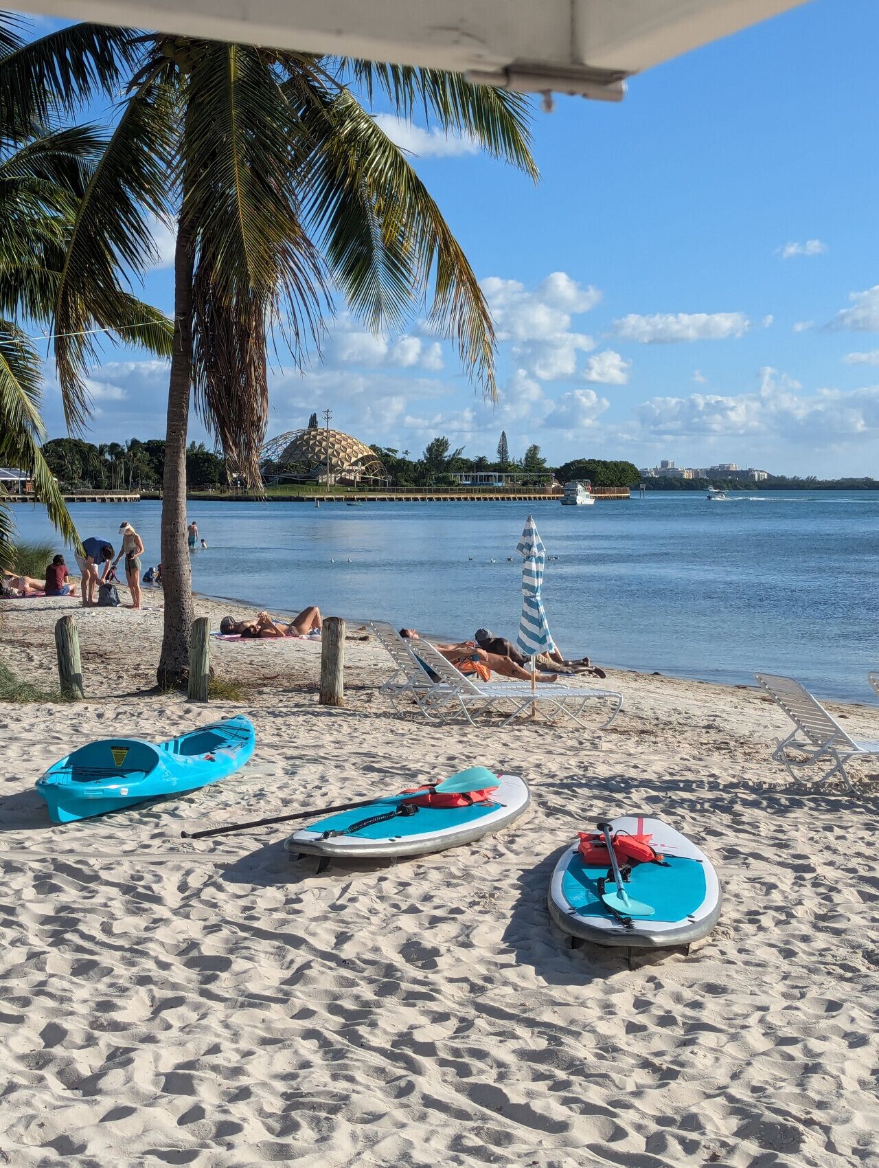 Una playa con tres kayaks, una palmera y una vista despejada del agua.