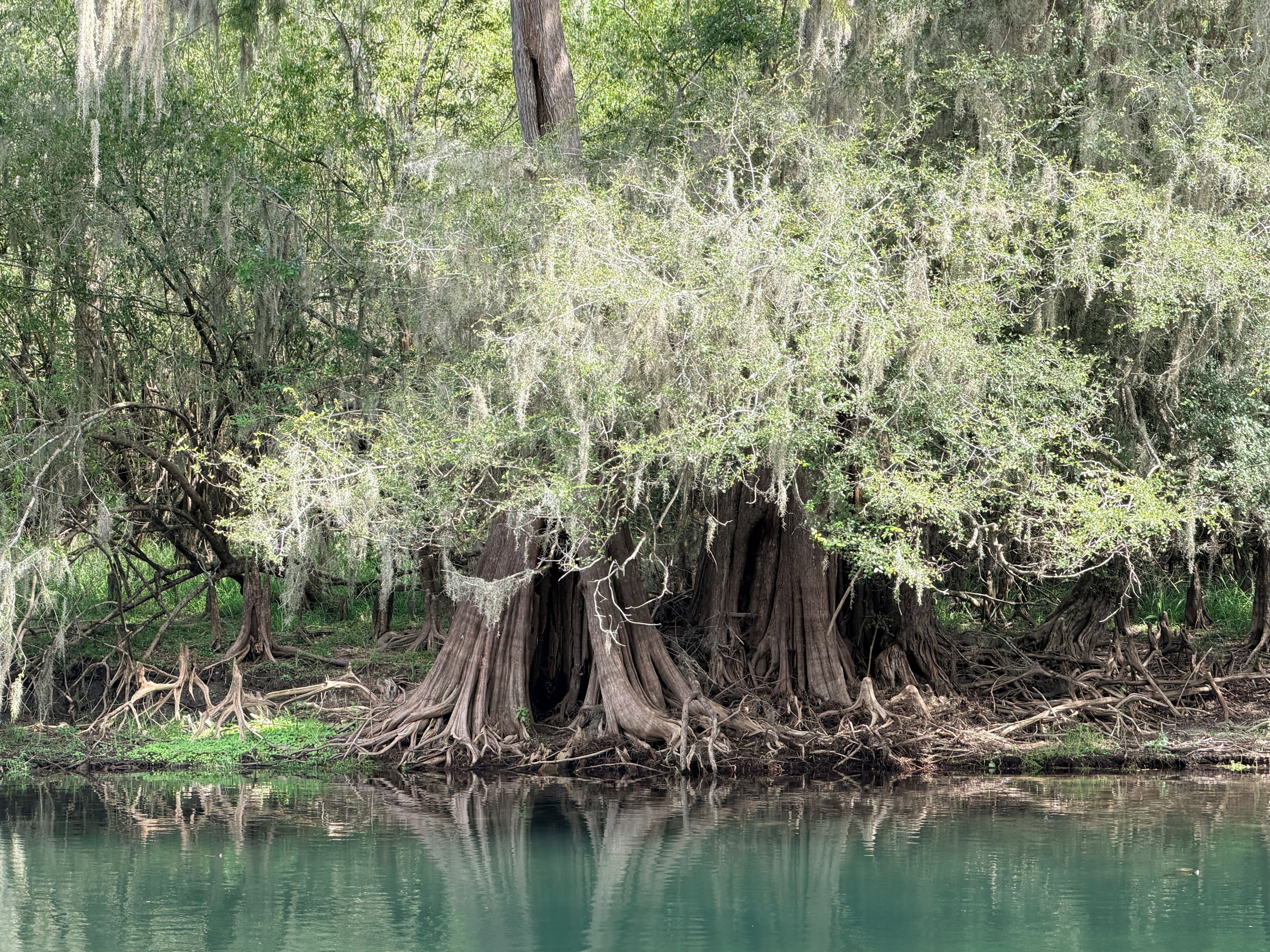 A natural landscape with a water body, trees, and dense vegetation.