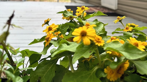 A house with a porch and a garden with yellow flowers.