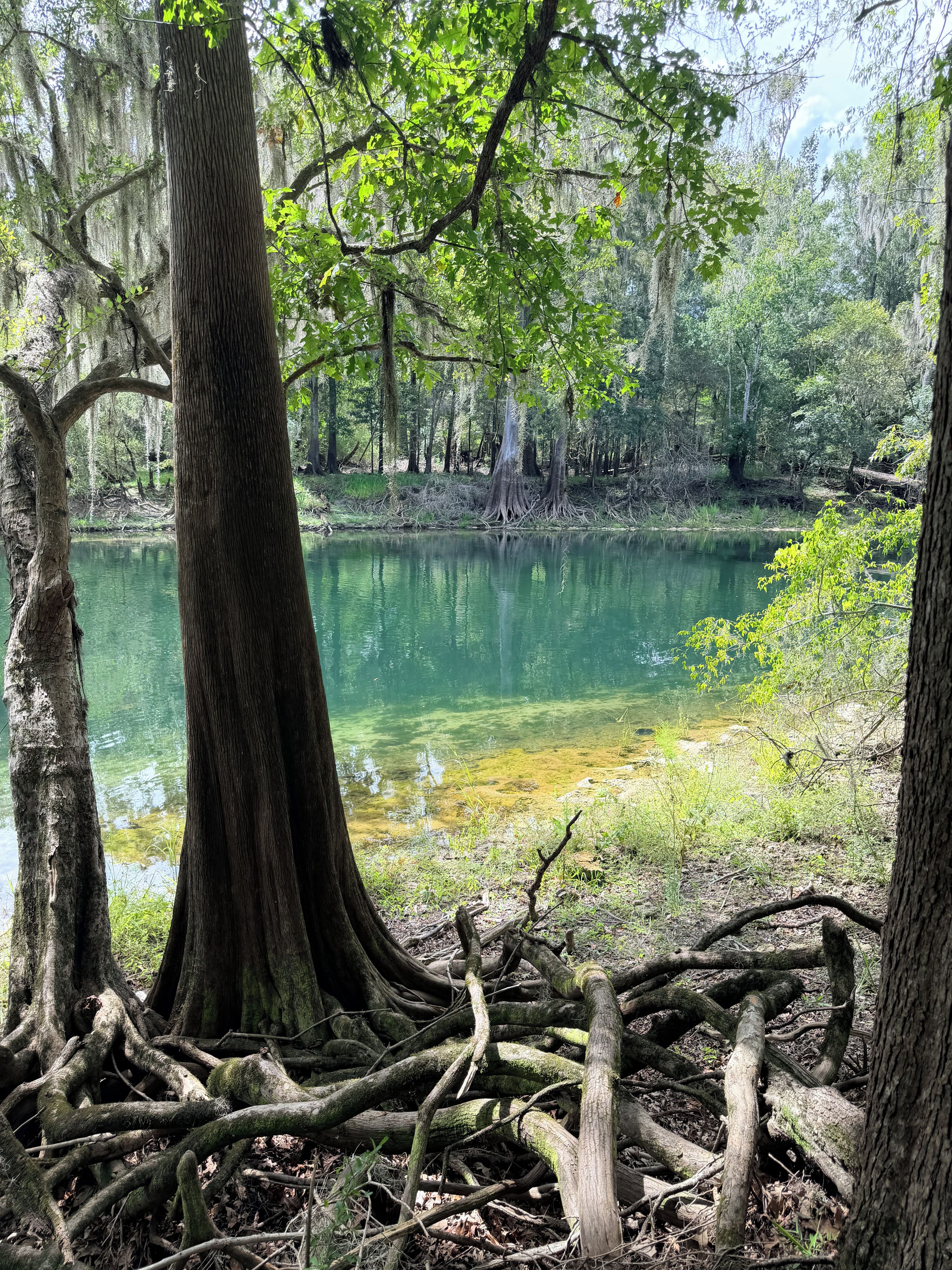 A natural landscape with a calm body of water, surrounded by trees and dense foliage.