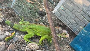 A reptile enclosure with a green lizard, rocks, a metal bowl, and a brick-patterned wall.