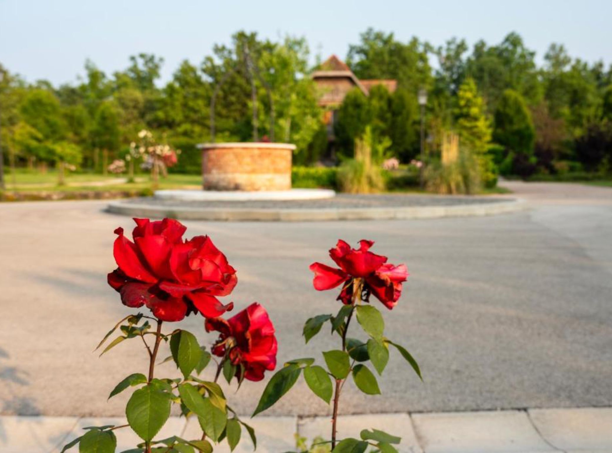 Un jardín con rosales rojos en primer plano y una estructura circular de piedra al fondo.