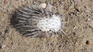 A sea urchin on a sandy beach. - Bliss at the beach (Nuevo Nayarit)