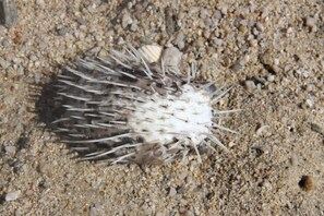 Miscellaneous - Bliss at the beach (Nuevo Nayarit)