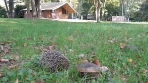A grassy area with a turtle and a hedgehog.