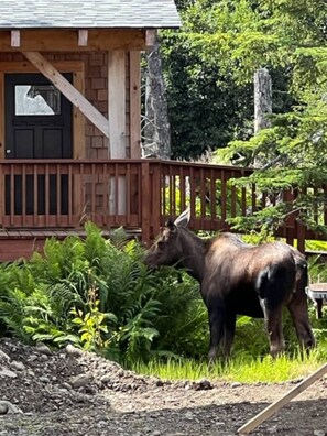 A wooden cabin with a porch and a moose in the foreground.