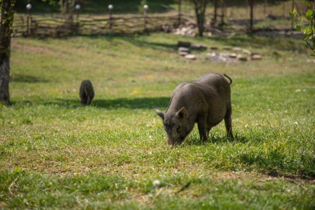 Un cerdo pastando en un campo cubierto de hierba, con árboles y una valla al fondo.