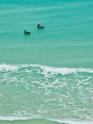 Eine Strandansicht mit klarem türkisblauem Wasser und sanften Wellen.