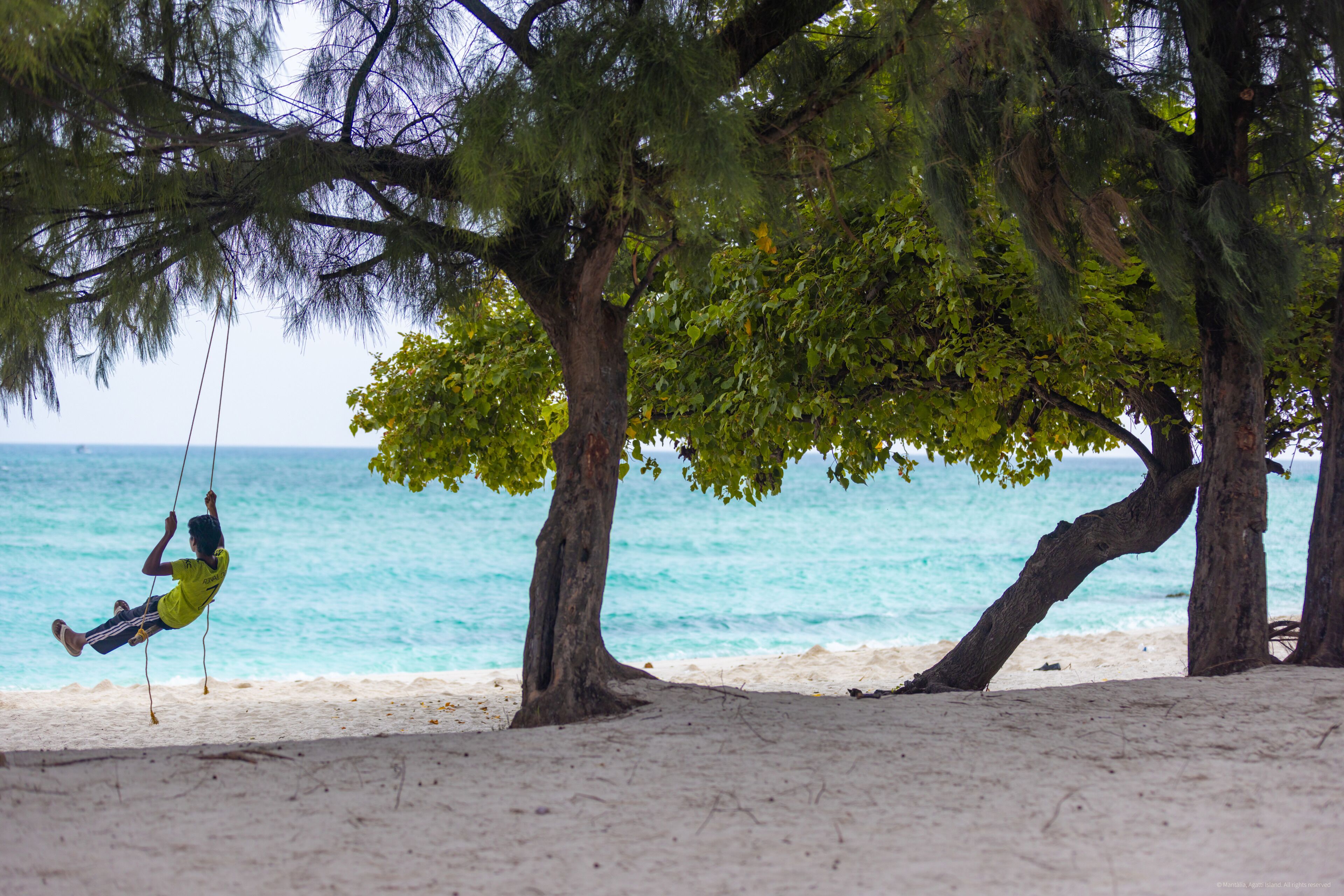 A beach scene with a person on a swing, trees, and a sandy shore.