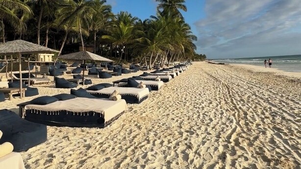Una playa con filas de sillas de playa y sombrillas, palmeras y un cielo despejado.