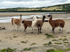Une plage où des lamas se tiennent sur le sable.
