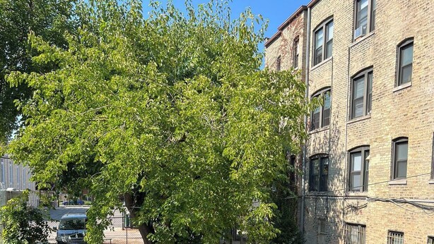 Ein Innenhof mit Baum, Sitzgelegenheiten im Freien und einem Backsteinhaus.