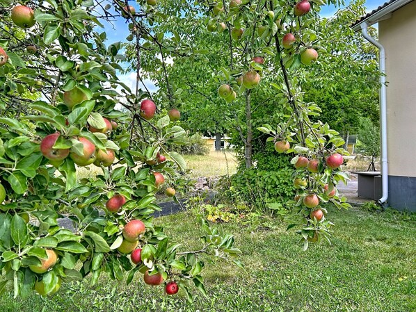 A tree with apples hanging from its branches.