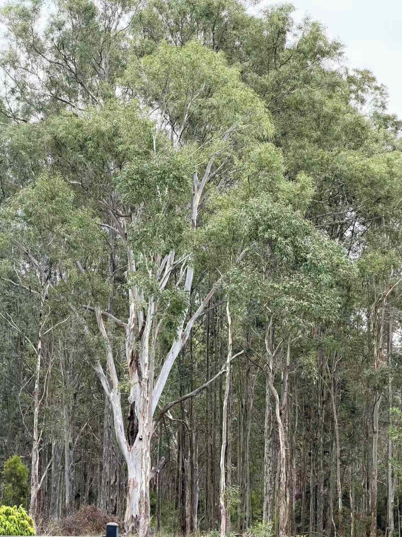 Un árbol grande con un tronco grueso y follaje denso, rodeado de zona boscosa.