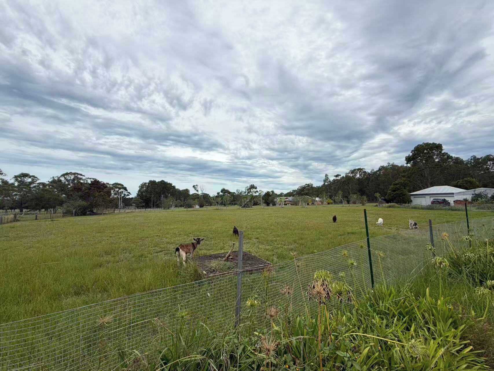 Een omheind veld met enkele dieren, een gebouw op de achtergrond en een bewolkte lucht.