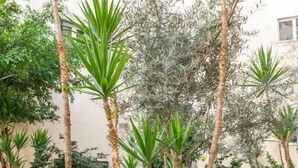 Ein Innenhof mit verschiedenen Kübelpflanzen und Bäumen, darunter Palmen und einer großen Ficus-Pflanze.