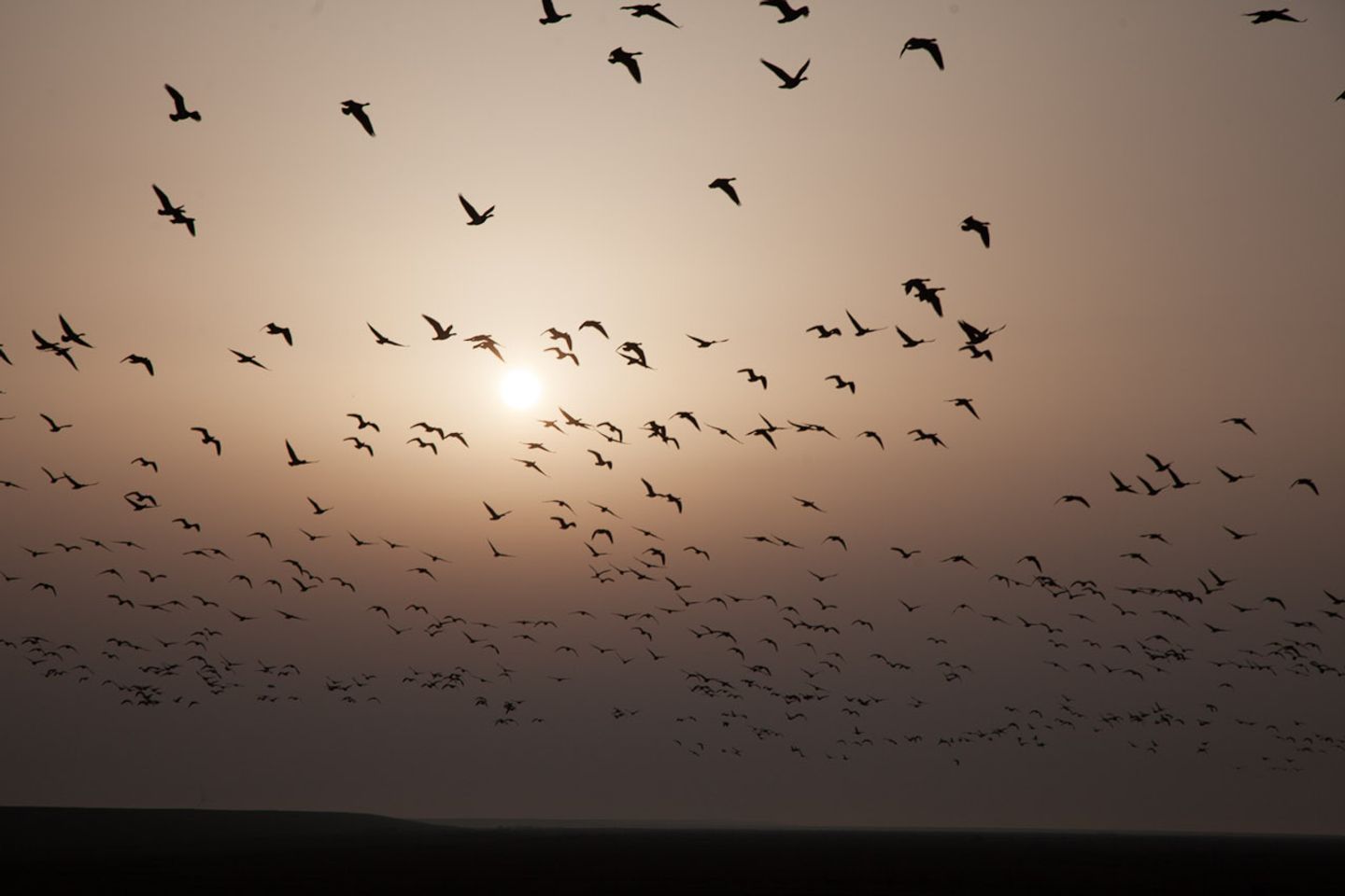 Eine Vogelschwarme fliegt im Abendhimmel.