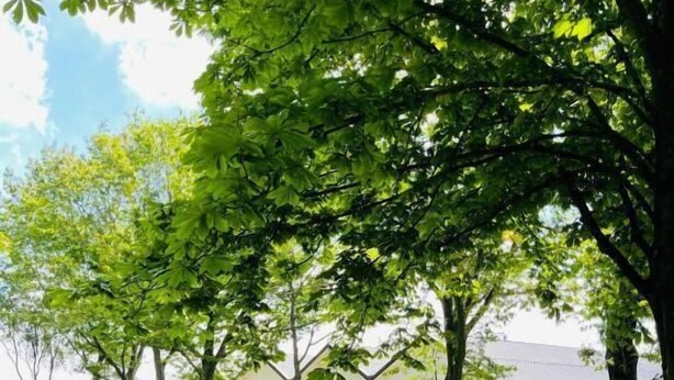 Un prato curato con diverse piante fiorite e alberi che offrono ombra.