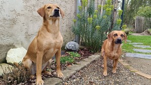 Two dogs standing on a stone pathway in a garden with a wooden fence and greenery in the background.