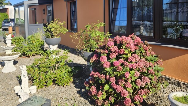 A house with a tiled roof, large windows, and a garden with various plants and a pink flowering bush. - Lissis Apartment in Karlshagen (Karlshagen)