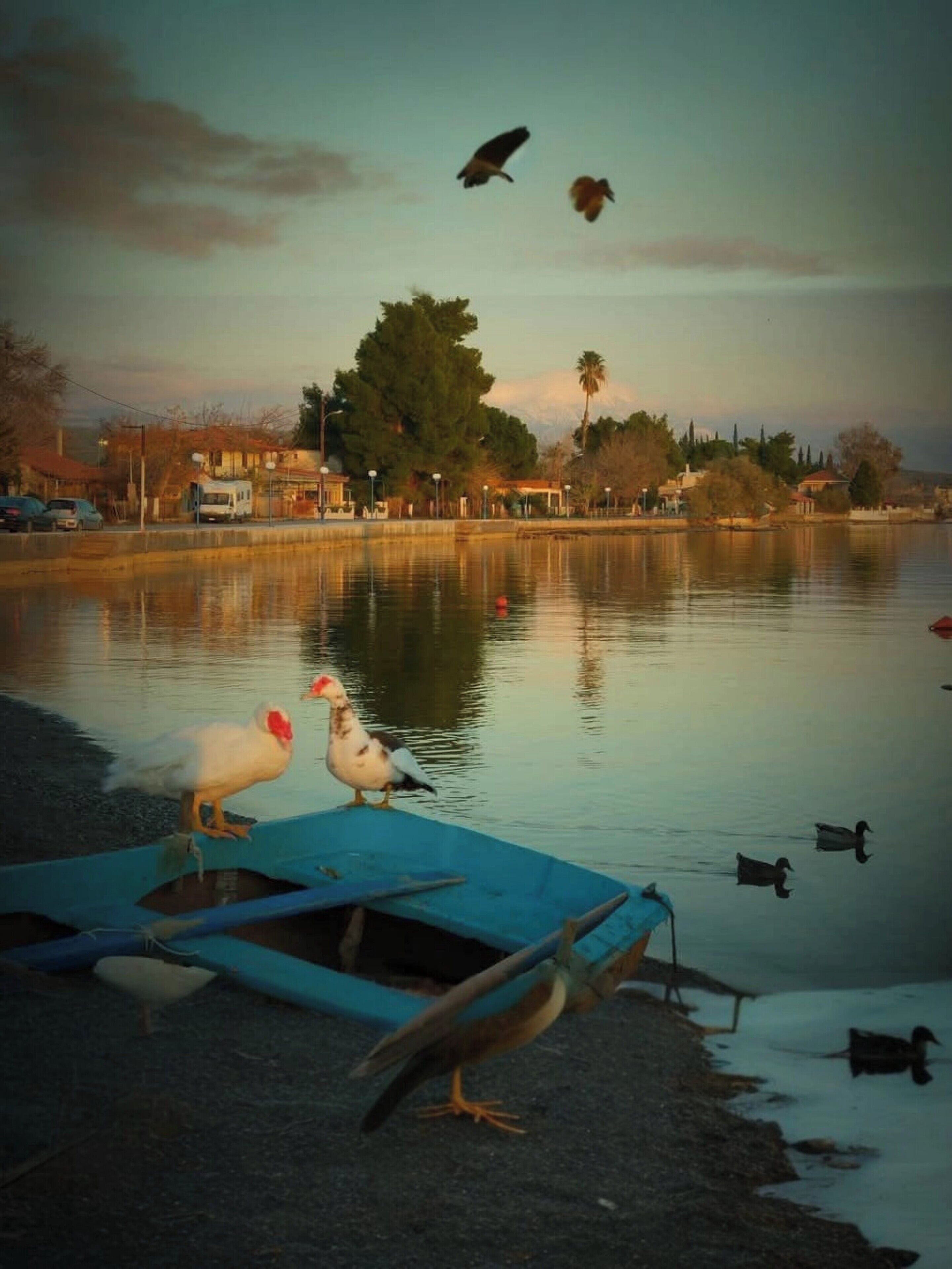 منوع