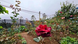 A garden with a prominent red rose in the foreground, surrounded by various plants and a fence in the background. - Aurora Residence Nuwara (Nuwara Eliya)