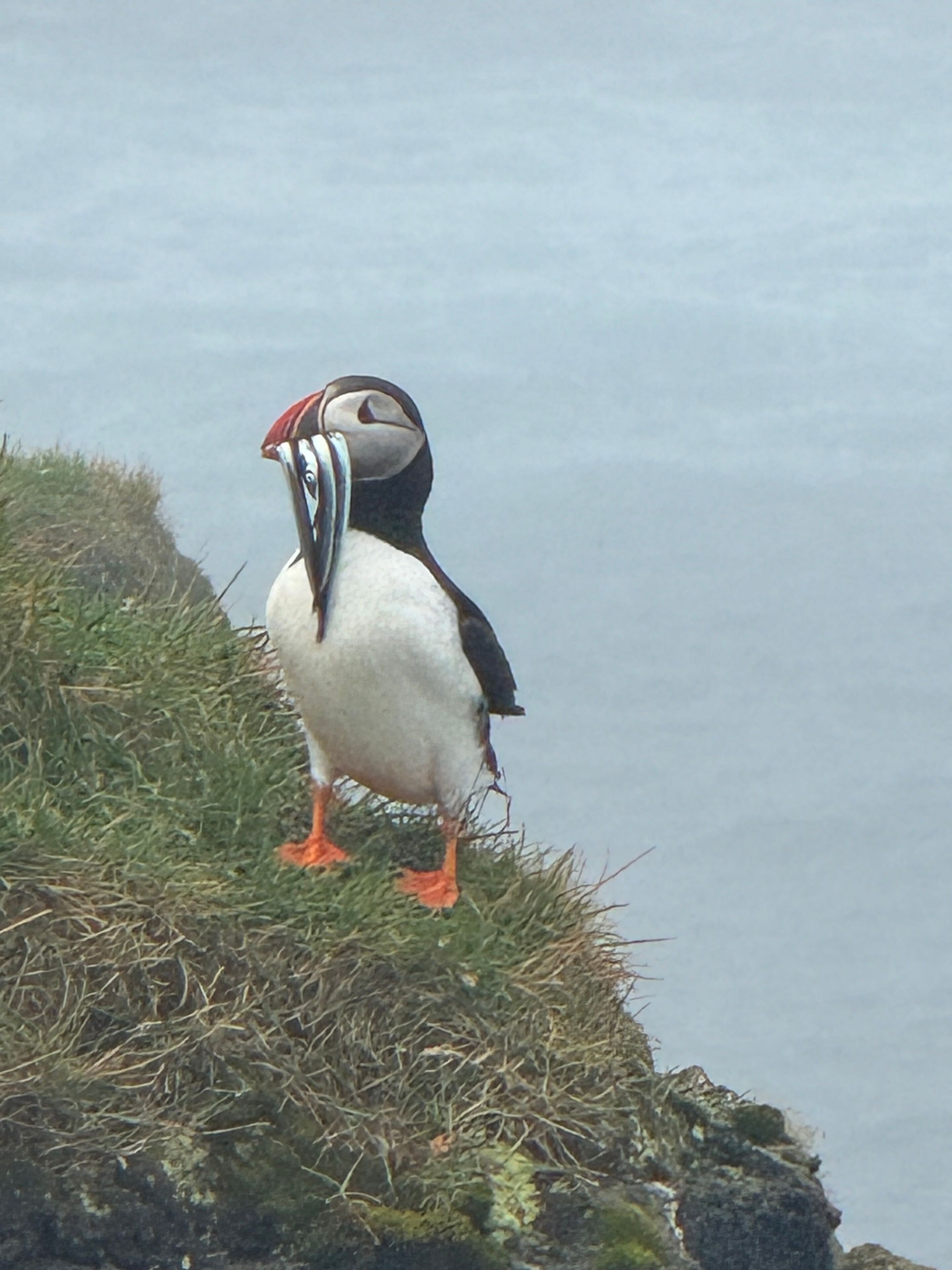 apartman, 1 hálószobával